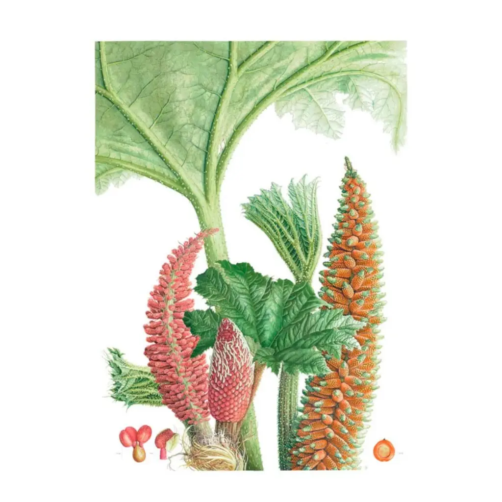 [571555] Libro Plantas y Árboles de los Bosques de Chile (3).webp