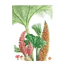 [571555] Libro Plantas y Árboles de los Bosques de Chile (3).webp