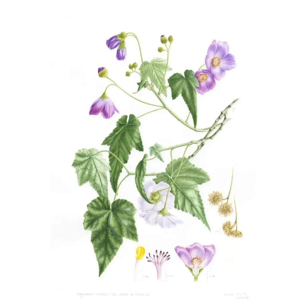 [571555] Libro Plantas y Árboles de los Bosques de Chile (2).webp