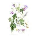 [571555] Libro Plantas y Árboles de los Bosques de Chile (2).webp